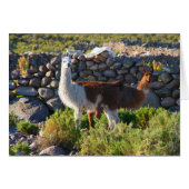 alpacas (Front Horizontal)