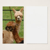 Alpacas (Front & Back)