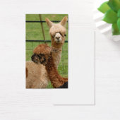 Alpacas (Desk)