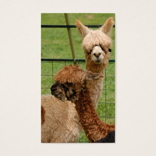 Alpacas Business Cards
