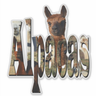 "Alpacas: A Furry Friend Behind the Name" Sticker