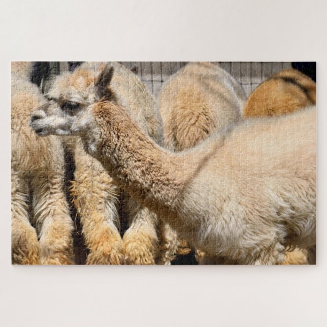 alpacas at farm jigsaw puzzle (Horizontal)