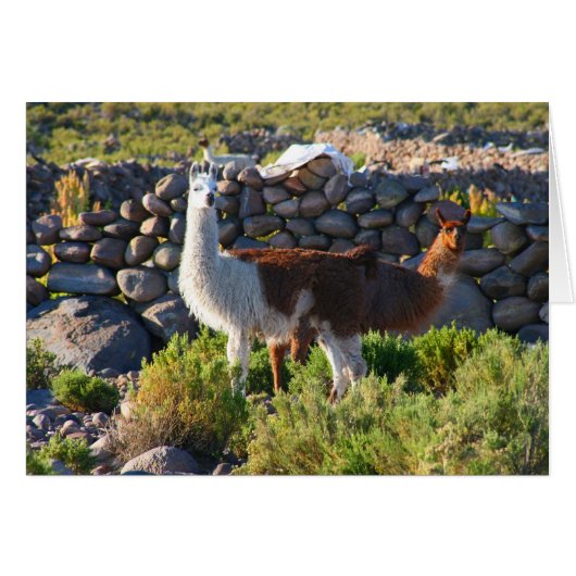 alpacas cards (Front Horizontal)