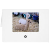 alpacas cards (Back Horizontal)
