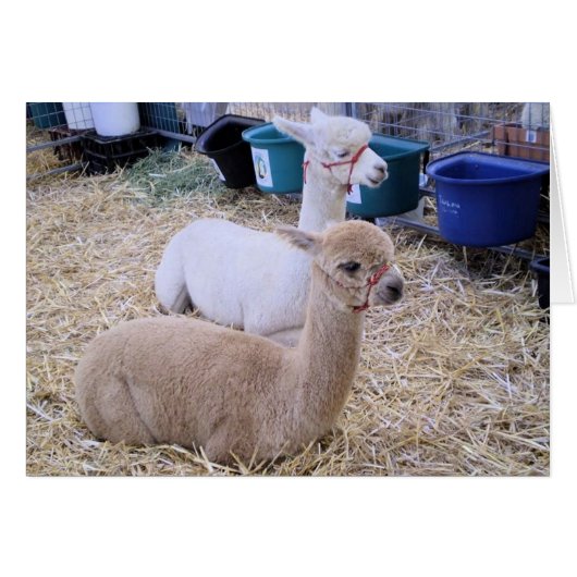 alpacas cards (Front Horizontal)