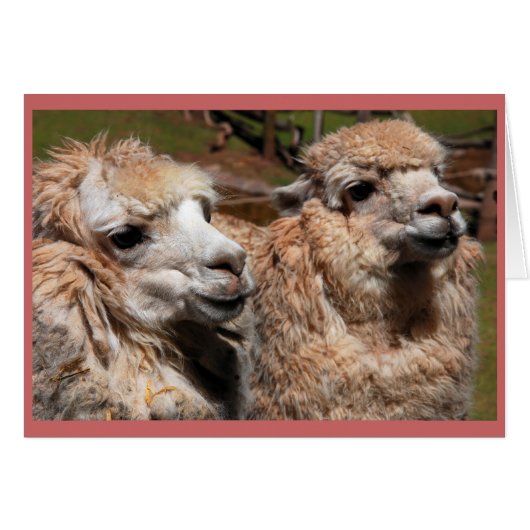 "Alpacas" Cards (Front Horizontal)