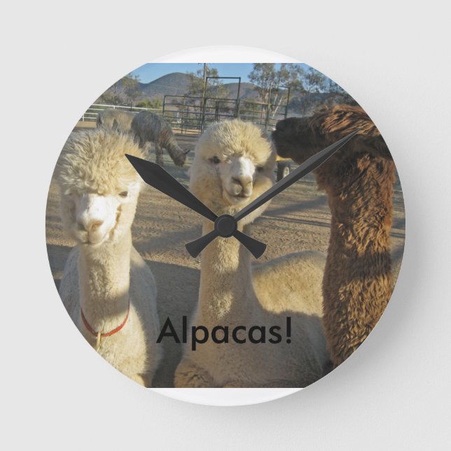 Alpacas! Clock (Front)