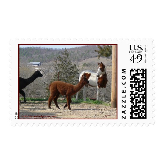 Alpacas Horse Ranch Postage
