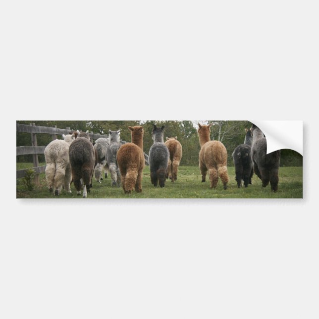 Alpacas in Motion Bumper Sticker (Front)