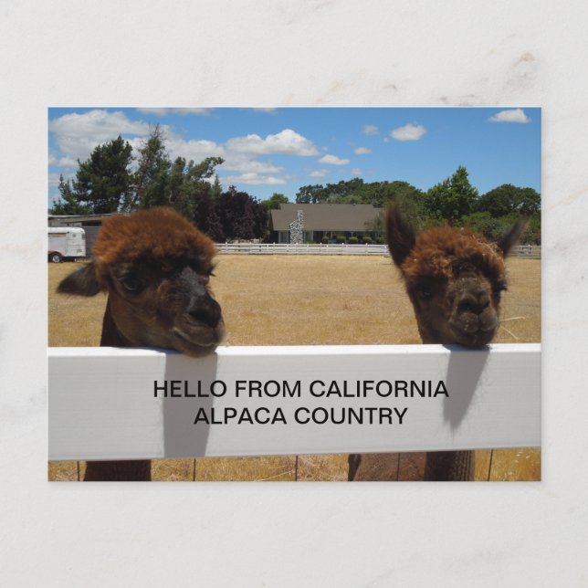 Alpacas in Templeton, California Postcard (Front)