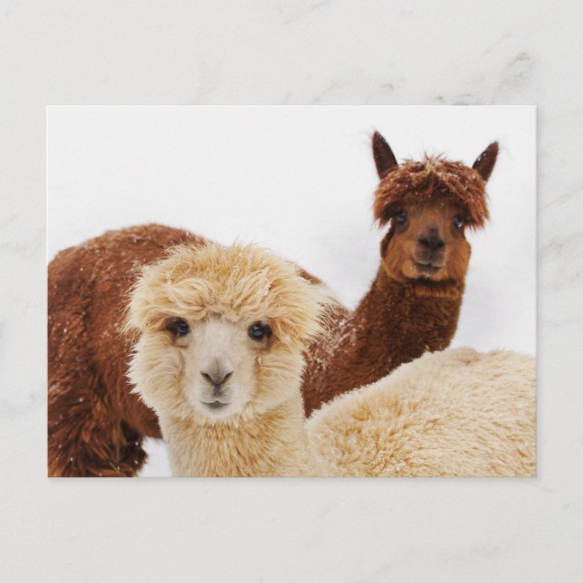 Alpacas in the Snow Photo Postcard (Front)