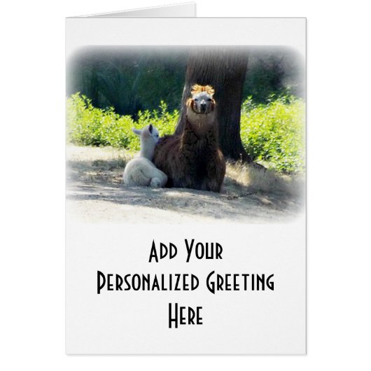 Alpacas - Mom & Baby Cards (Front)