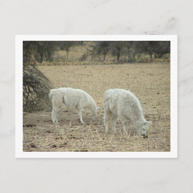 alpacas postcard (Front)