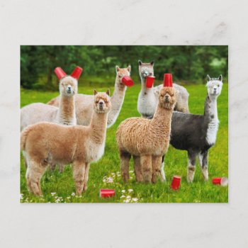Alpacas With Red Cups Invitation Postcard by AvantiPress at Zazzle