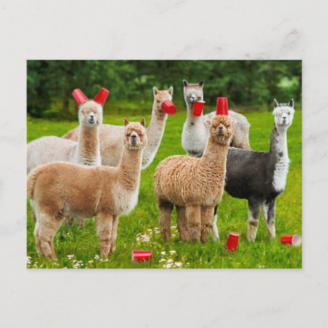 Alpacas With Red Cups Invitation Postcard (Front)
