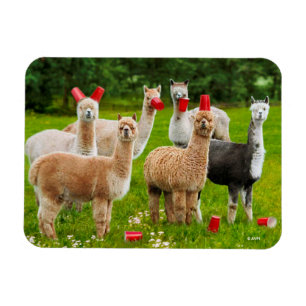 Alpacas With Red Cups Magnet