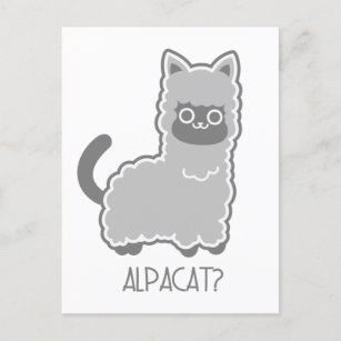 Alpacat? Postcard