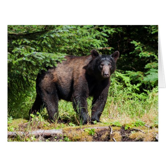 Alpha Black Bear Cards (Front Horizontal)