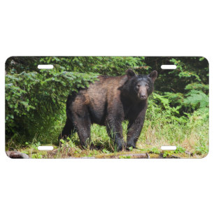 Alpha Black Bear License Plate