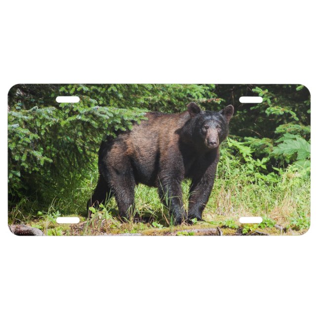 Alpha Black Bear License Plate (Front)