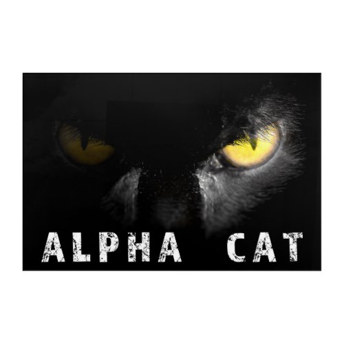Alpha Cat  with deadly stare on black Acrylic Print