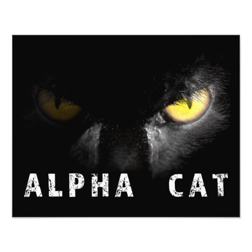Alpha Cat  with deadly stare on black Photo Print