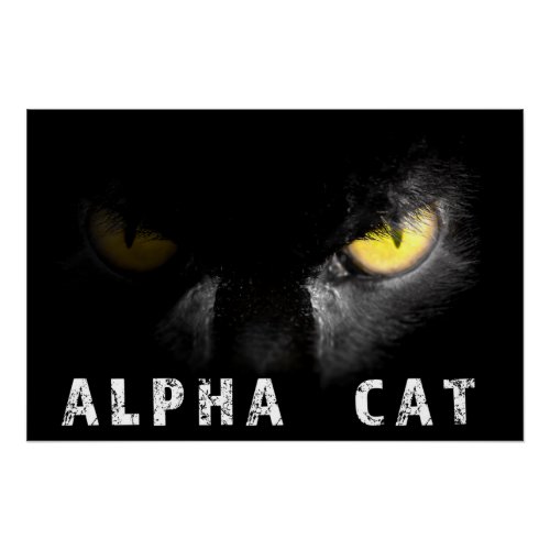 Alpha Cat  with deadly stare on black Poster