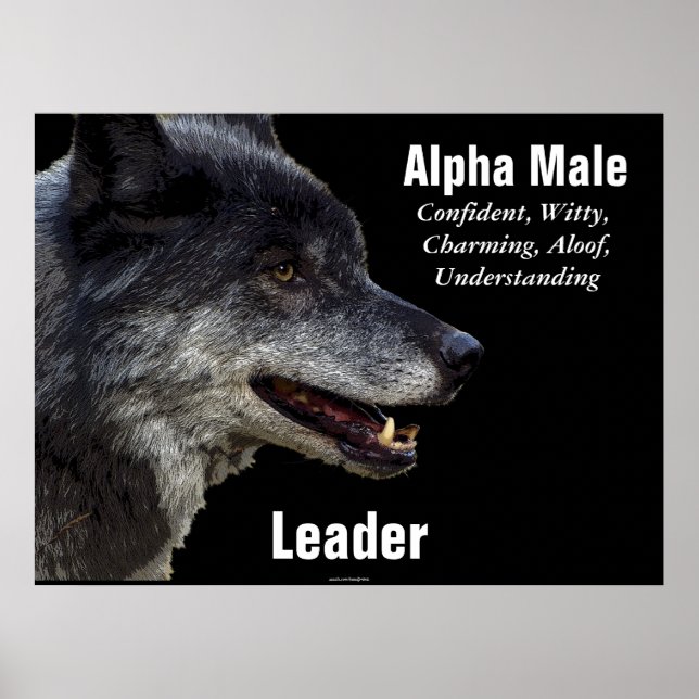 Alpha Male Gray Wolf Motivational Poster (Front)