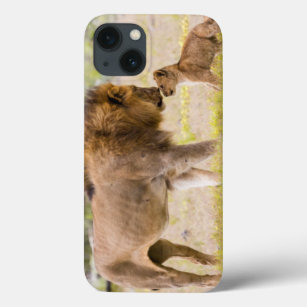 Alpha male lion inspects cub iPhone 13 case