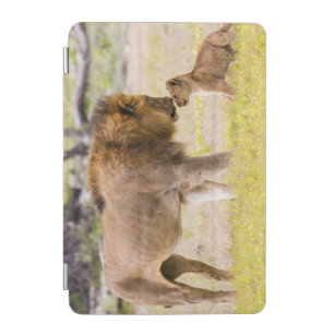 Alpha male lion inspects cub iPad mini cover