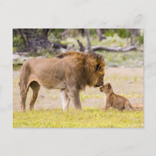 Alpha male lion inspects cub postcard