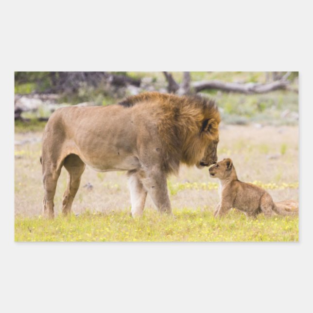 Alpha male lion inspects cub rectangular sticker (Front)