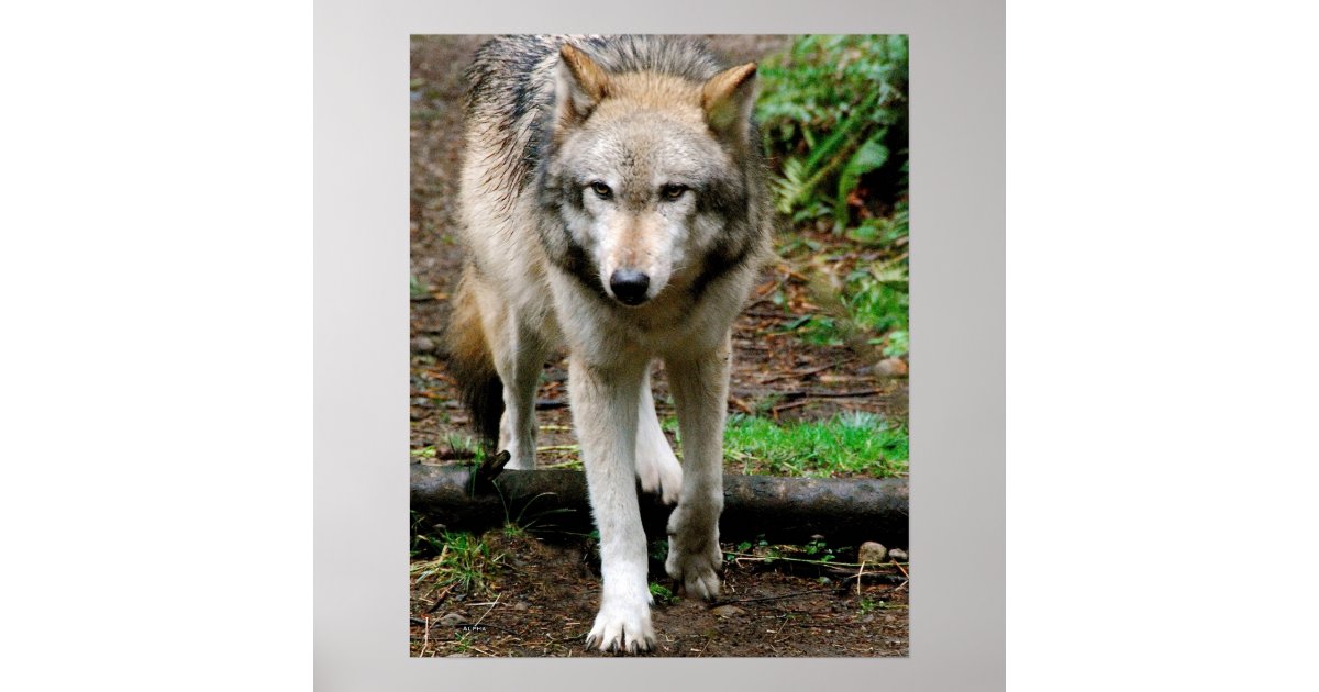 Alpha Wolf Poster | Zazzle