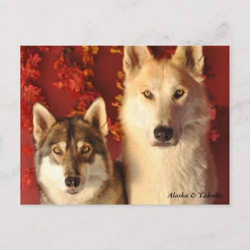 Alpha Wolves Fall Postcards