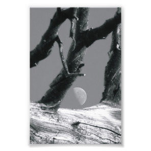 Alphabet Letter Photography M7 Black and white 4x6 Photo Print