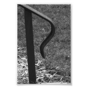 Alphabet Letter R1 Black and White 4x6 Photo Print