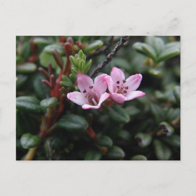 Alpine Azalea Blossoms, Unalaska Island Postcard (Front)