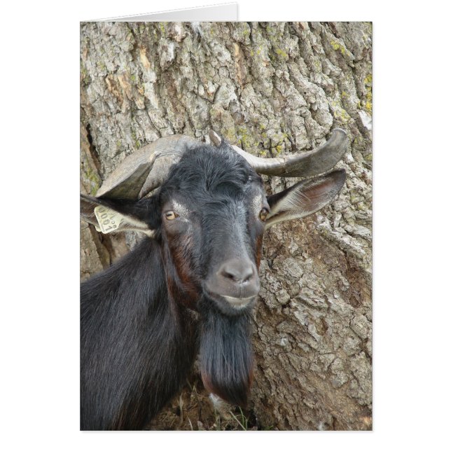 Alpine Billy Goat Cards (Front)