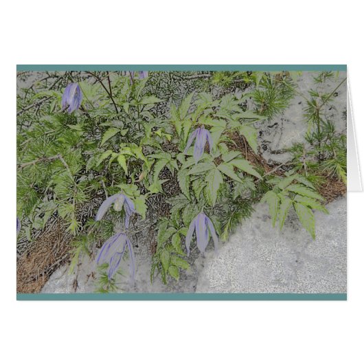 Alpine clematis cards (Front Horizontal)