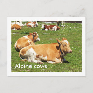 Alpine cows postcard