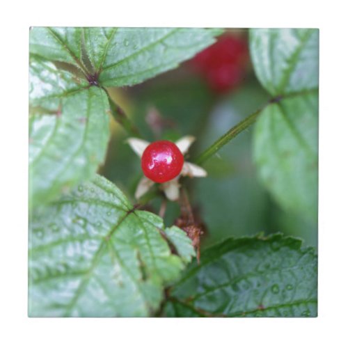 Alpine currant Ribes alpinum Ceramic Tile