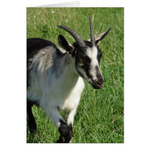 Alpine Dairy Goat Cards