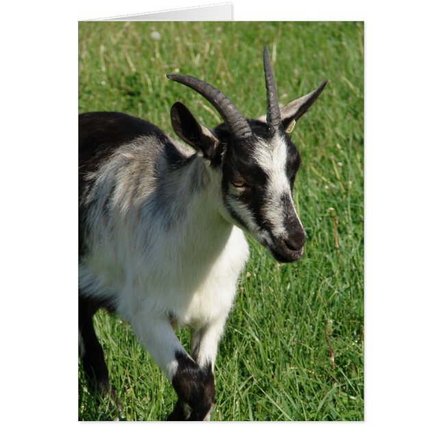 Alpine Dairy Goat Cards (Front)