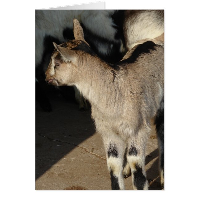Alpine Dairy Goat Kids Cards (Front)