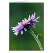 Alpine Daisy (Front)