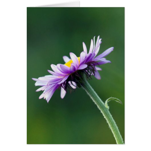 Alpine Daisy Cards (Front)