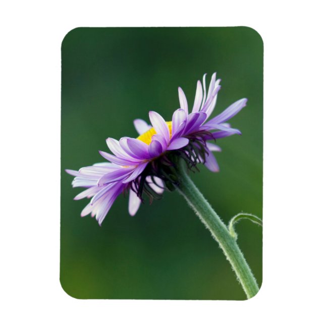 Alpine Daisy Magnet (Vertical)