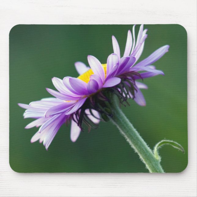 Alpine Daisy Mouse Pad (Front)