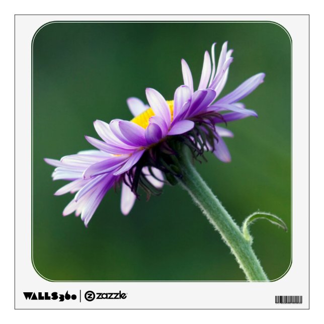 Alpine Daisy Wall Decal (Front)
