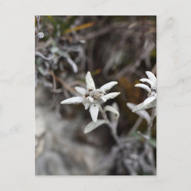 Alpine Edelweiss Postcard (Front)